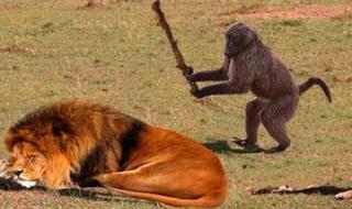 胆大包天正确一肖的动物