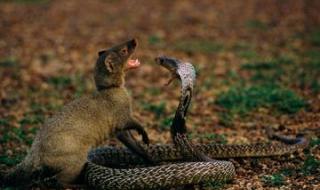 胆大包天正确一肖的动物