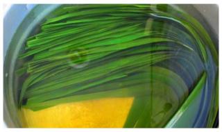 粽叶煮的时长 粽叶怎么煮才软又绿