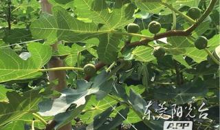 荔枝是什么时候丰收的水果