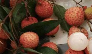 荔枝是什么时候丰收的水果