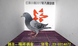 贵州大红枫大棚秋棚 贵州大红枫大棚秋棚